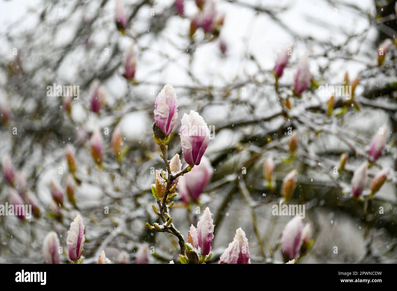 Magnolia buds ( Magnolia ) during sudden weather change with snow Stock