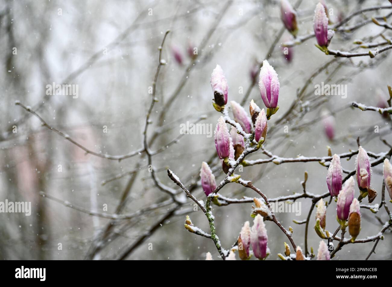 Magnolia buds ( Magnolia ) during sudden weather change with snow Stock Photo