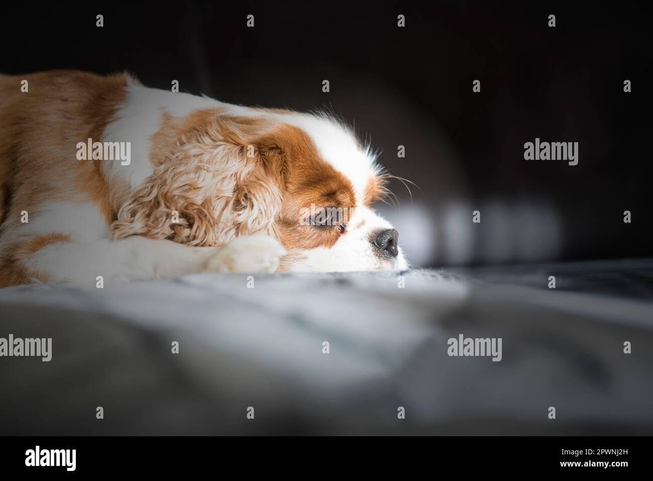 Cavalier king charles spaniel dog lying on sofa Stock Photo Alamy