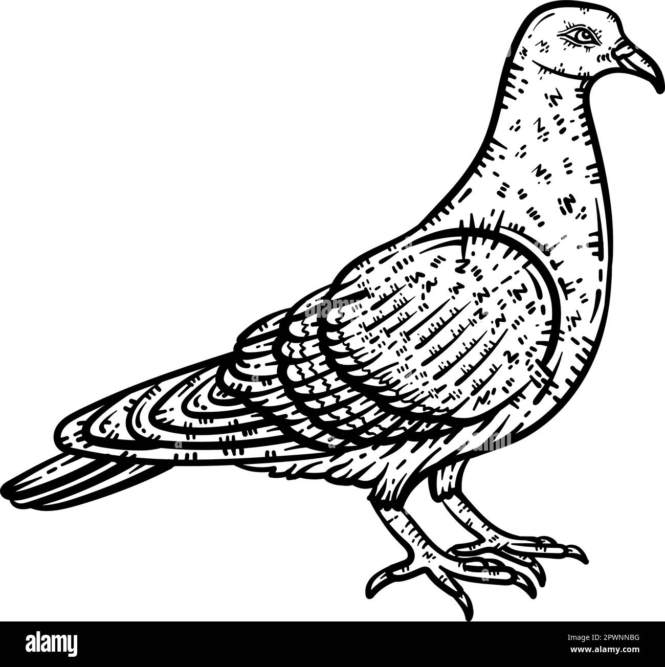 Pigeon Animal Coloring Page For Adults Stock Vector Image Art Alamy bee-spring-coloring-page-for-adults-stock-vector-image-art-alamy
