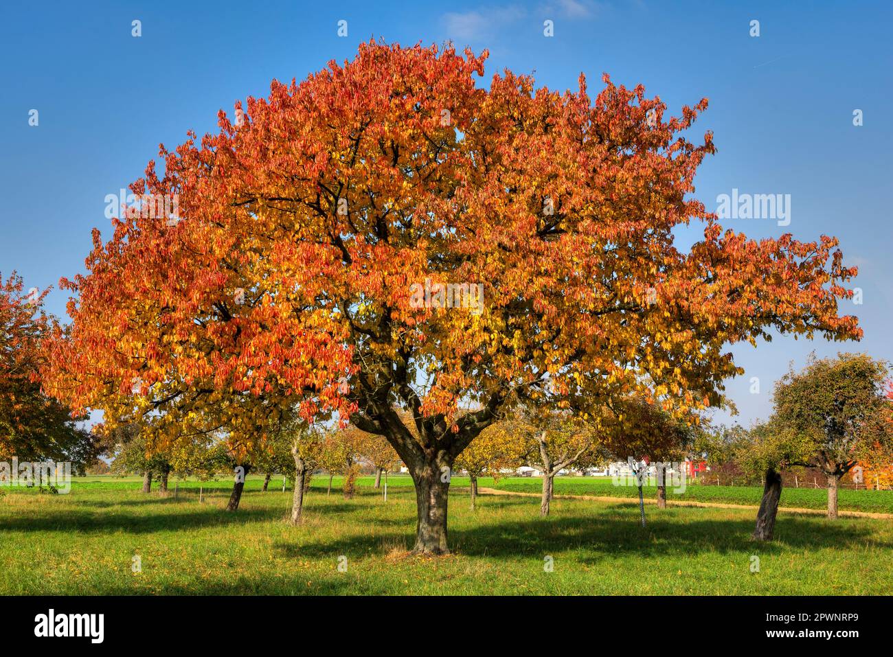 Tree orchard meadow colors hi-res stock photography and images - Alamy