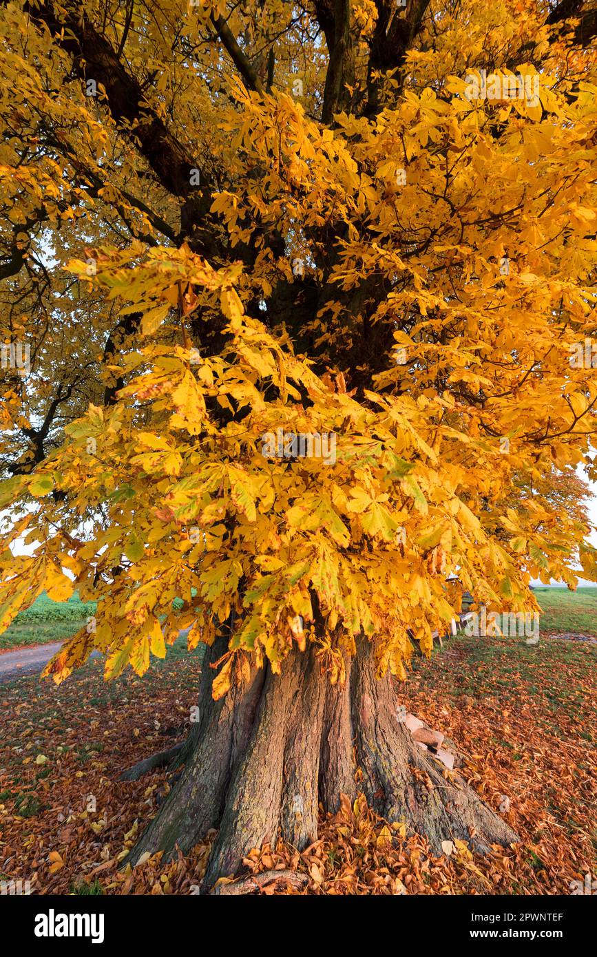 Columnar chestnut hi-res stock photography and images - Alamy