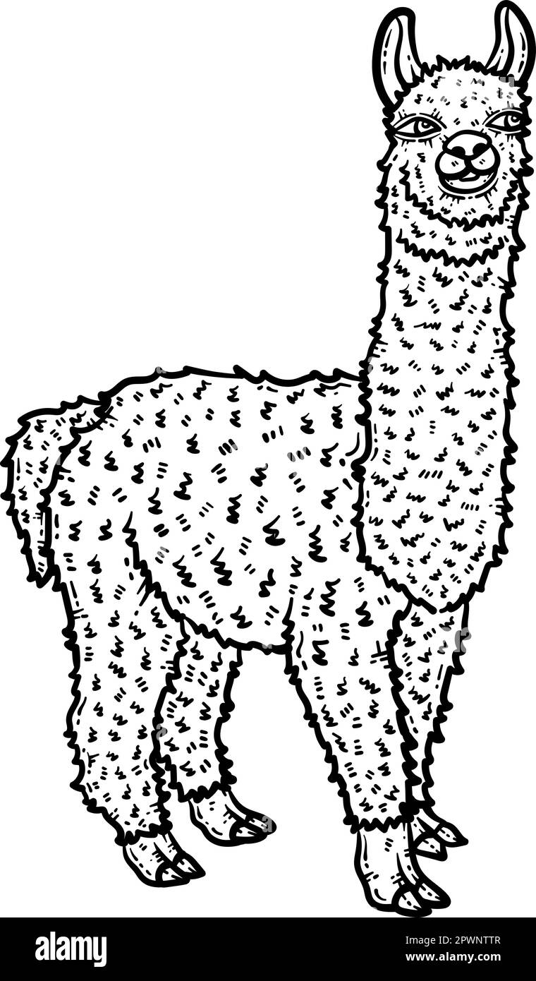 Llama Animal Coloring Page for Adults Stock Vector Image & Art Alamy