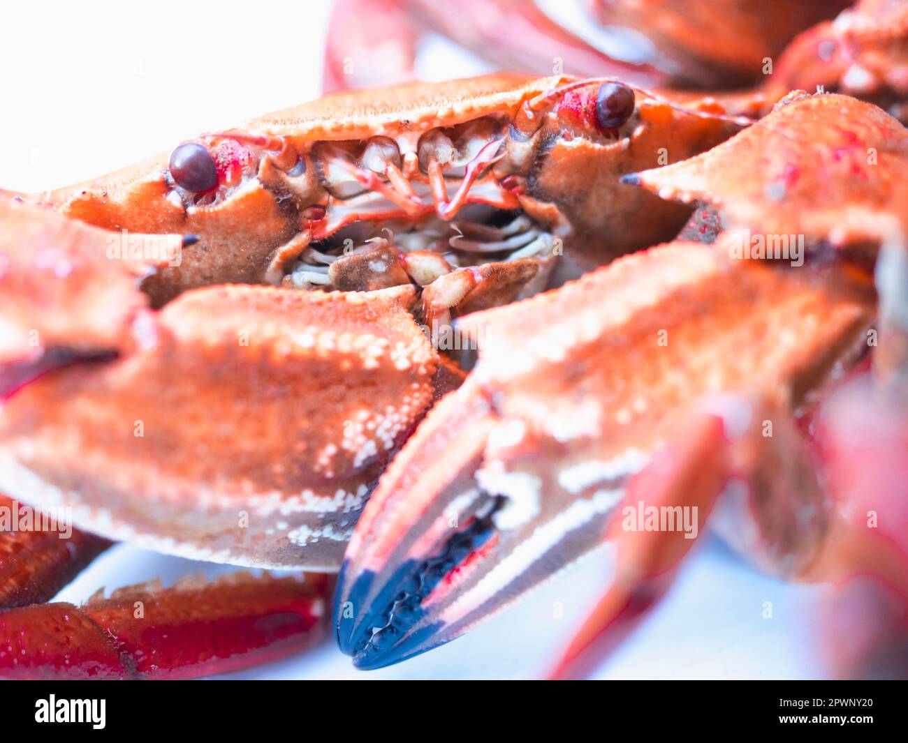 Cooked velvet crab Stock Photo Alamy
