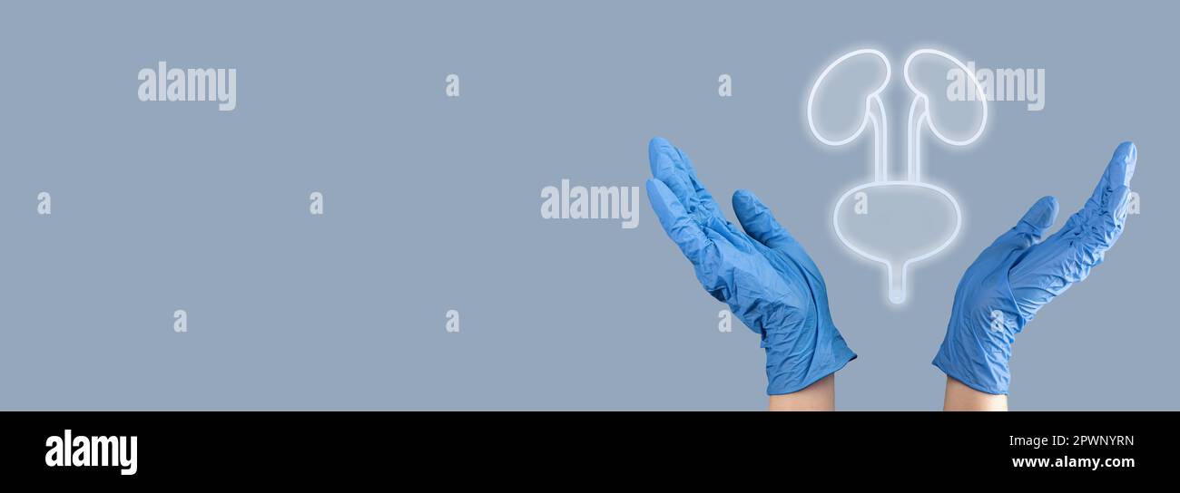 Kidneys and bladder organ diagnostic and health care concept. Stock Photo