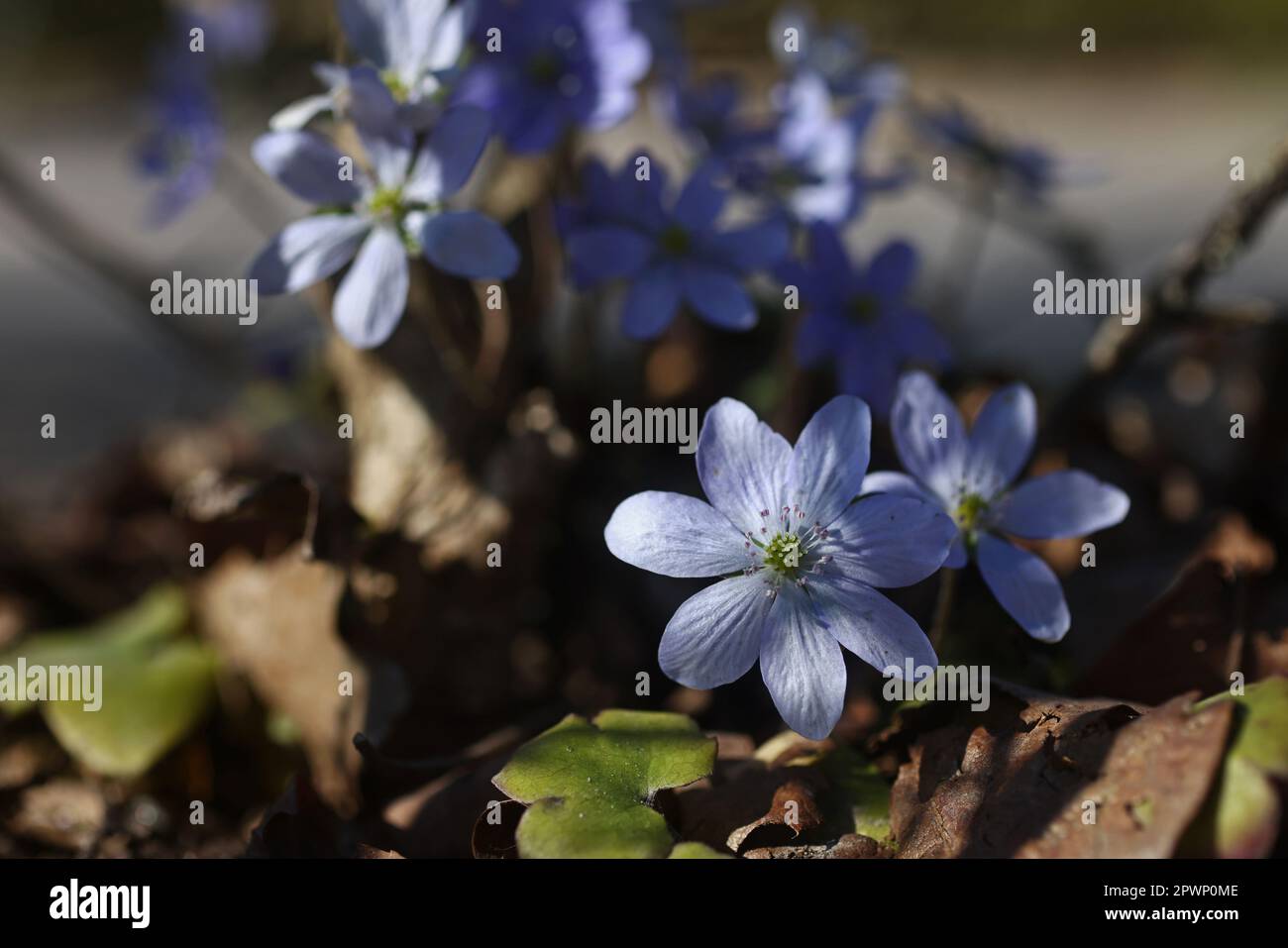 Seasonal weather, Anemone hepatica (Hepatica nobilis), the common hepatica, liverwort, kidneywort, or pennywort, in a garden. Stock Photo