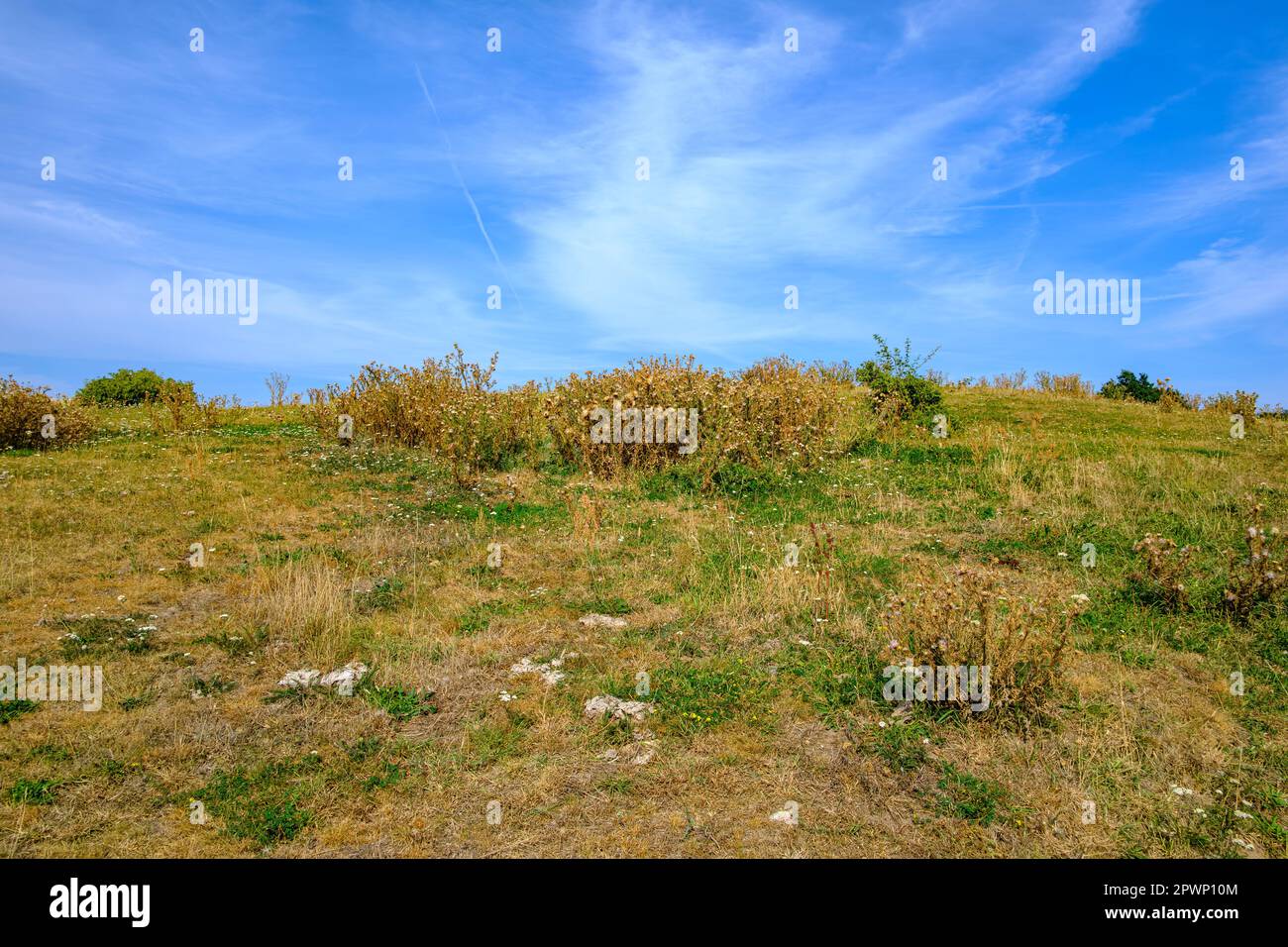 Dry grassland and cotton thistles on a hilltop under blue sky, near Hammershus Castle, at the northern tip of Bornholm Island, Denmark. Stock Photo
