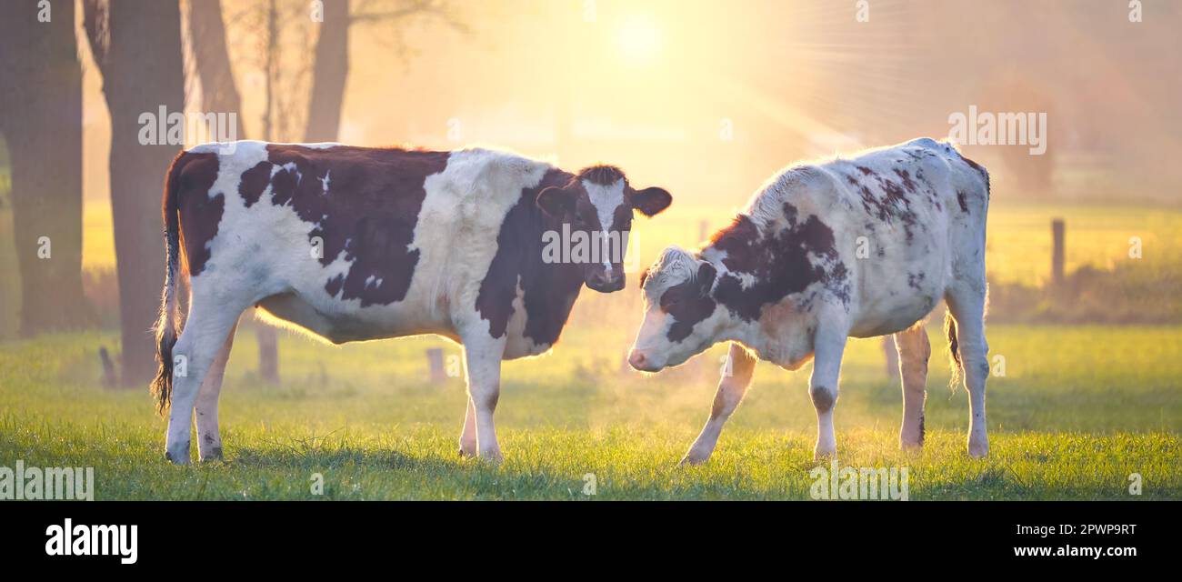 Panoramic image of two Dutch cows in front of a shining sun during sunset Stock Photo