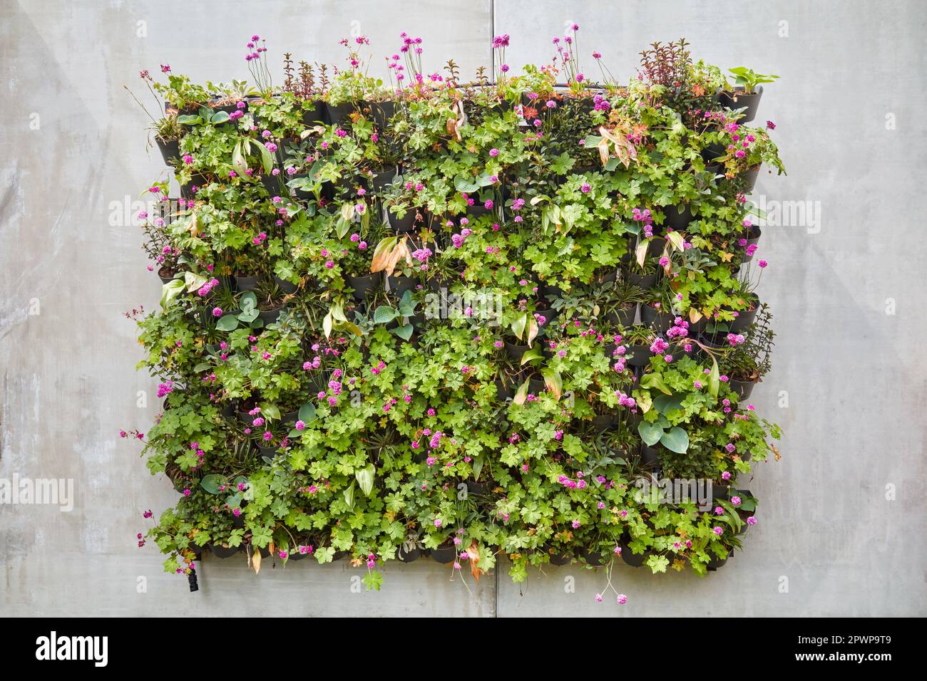 Concrete wall with block of hanging baskets with green plants Stock Photo