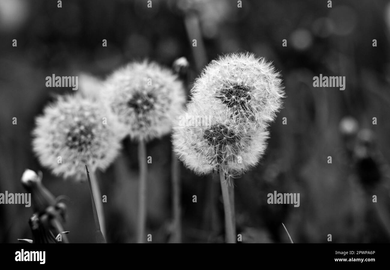 Dandelion Taraxacum officinale  clock seeds  on roadside verges in Brighton's Lewes Road  as  gardeners in the UK are urged to not mow their lawns Stock Photo