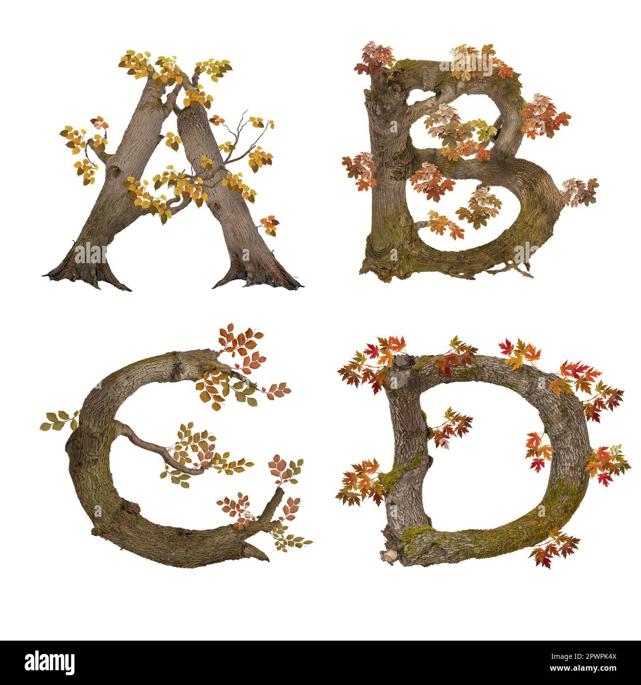 3D illustration of old autumn tree alphabet - letters A-D Stock Photo