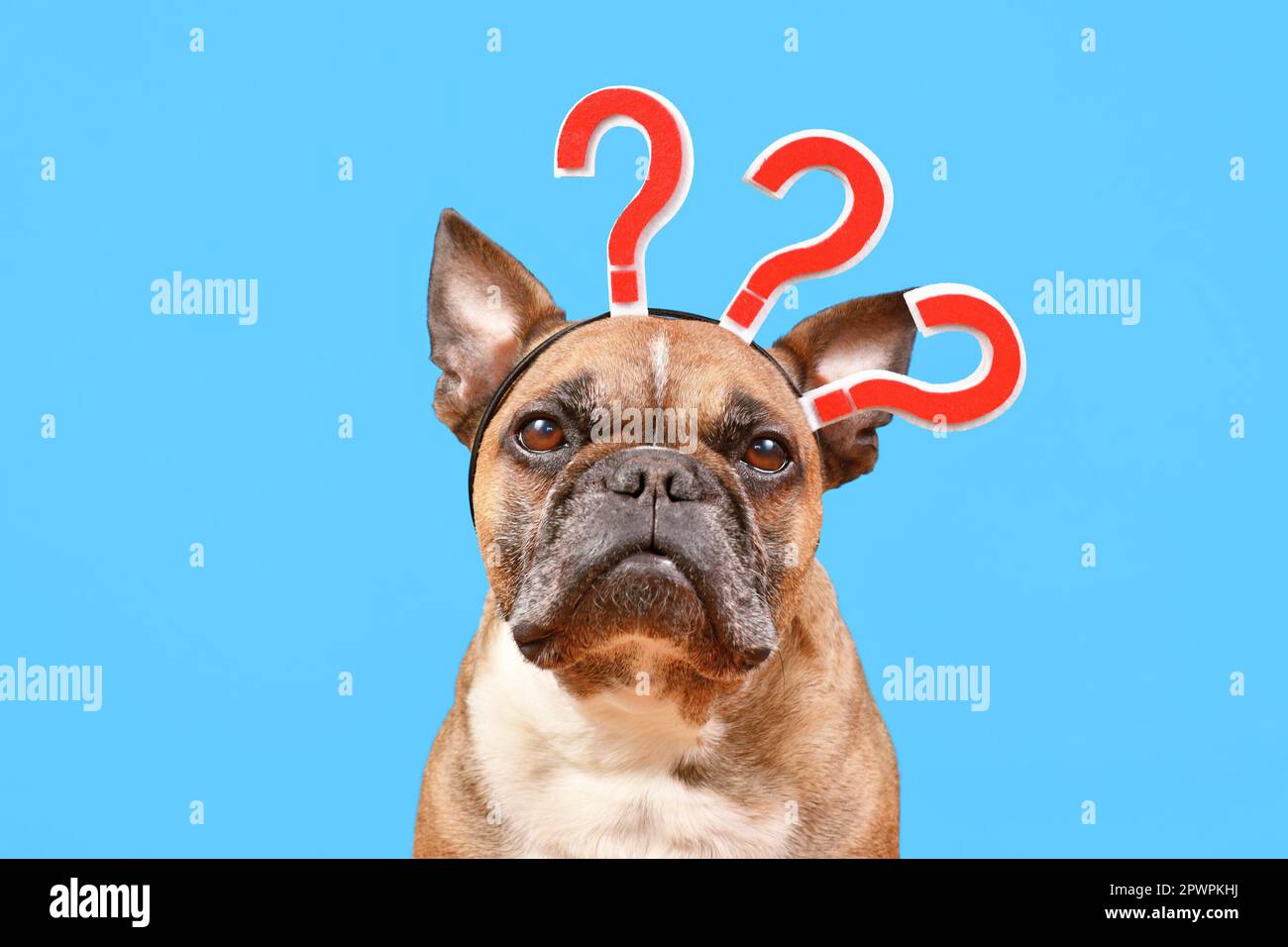 French Bulldog dog with headband with question marks on blue background  Stock Photo - Alamy
