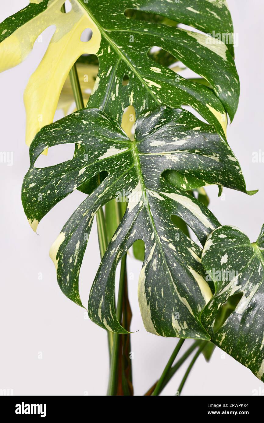 plants with polka dots Hypoestes