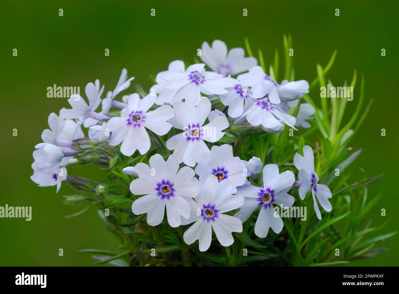 Moss or creeping phlox subulata Bavaria flowers in the garden, closeup.White flowering plant evergreen perennial. Blurred  green background. Trencin, Stock Photo