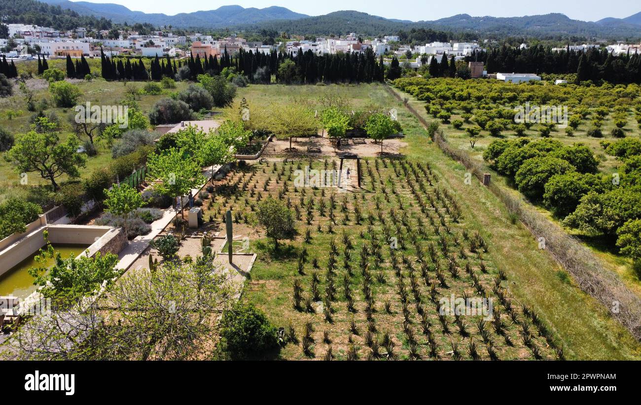 Aloe vera plantation in Ibiza Stock Photo - Alamy