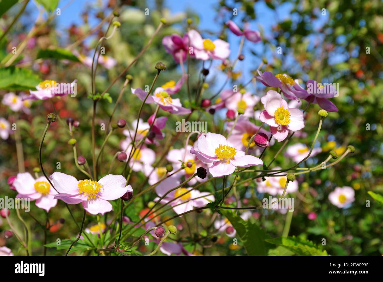 Japanese anemone flowers,  Anemone hupehensis Stock Photo