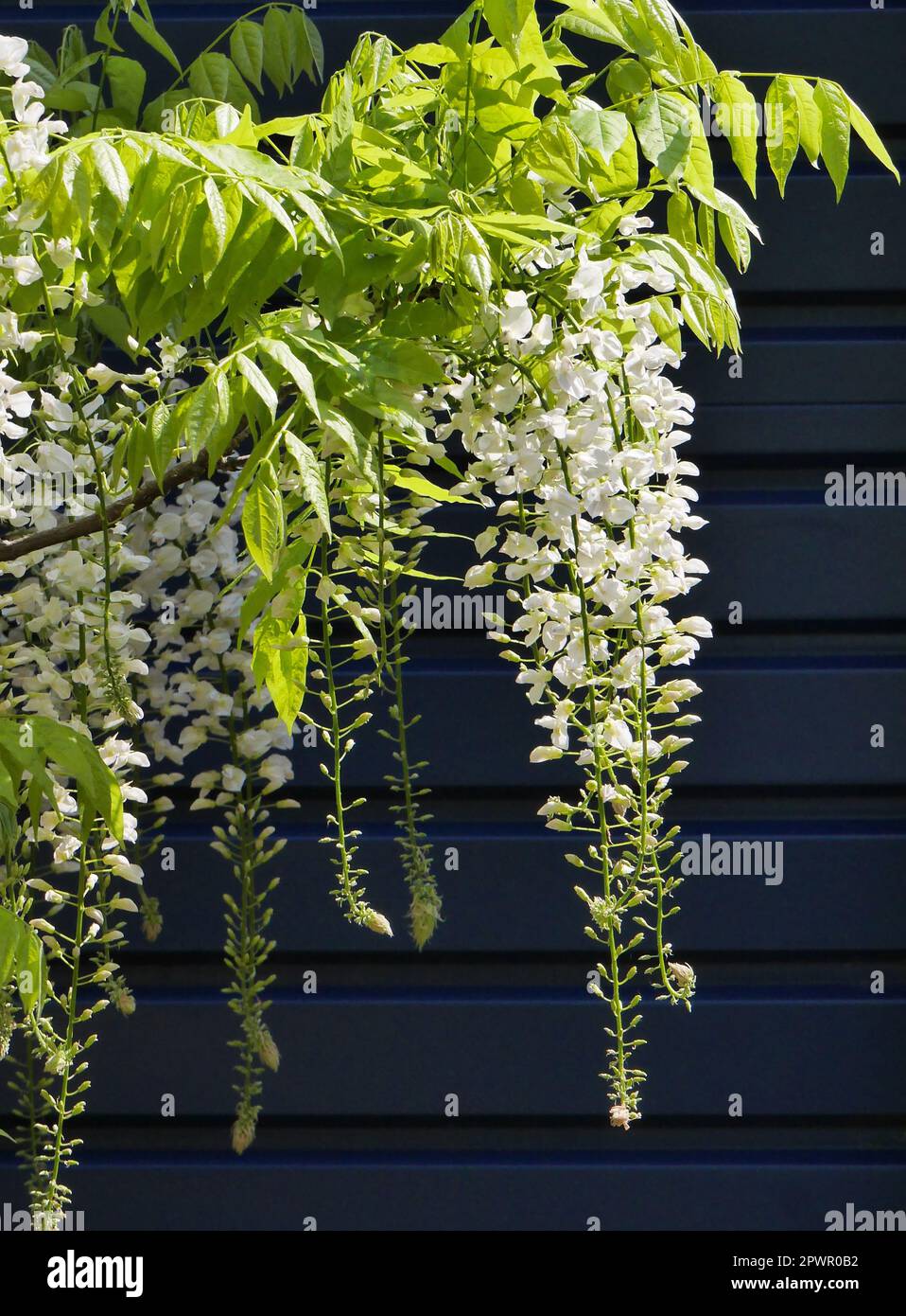 White Wisteria Flowers Stock Photo Alamy