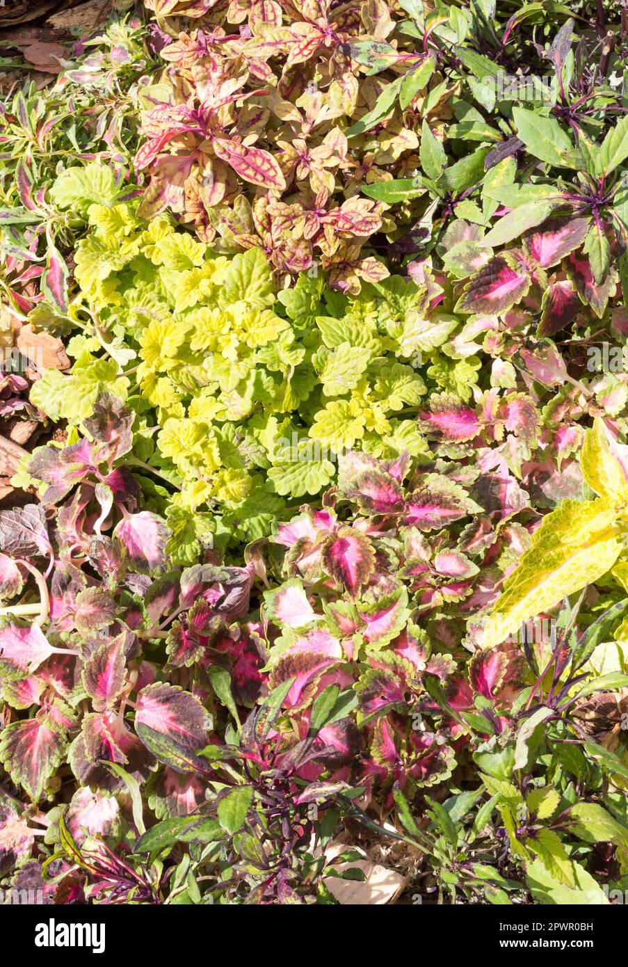 coleus of different species grows in a flower bed. a sunny summer day. floral background. landscape design composition. Stock Photo