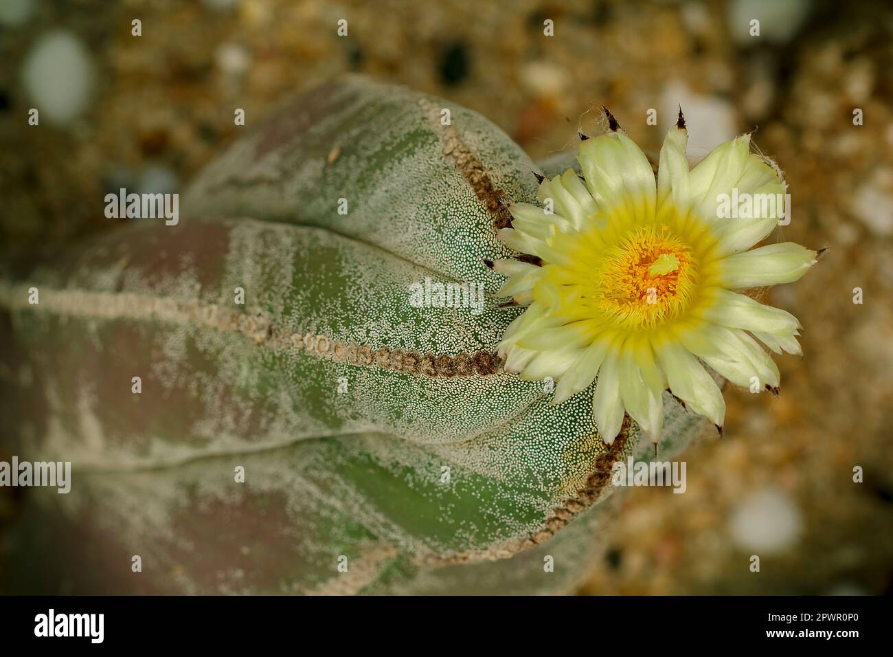 Astrophytum myriostigma cactus hi-res stock photography and images - Alamy