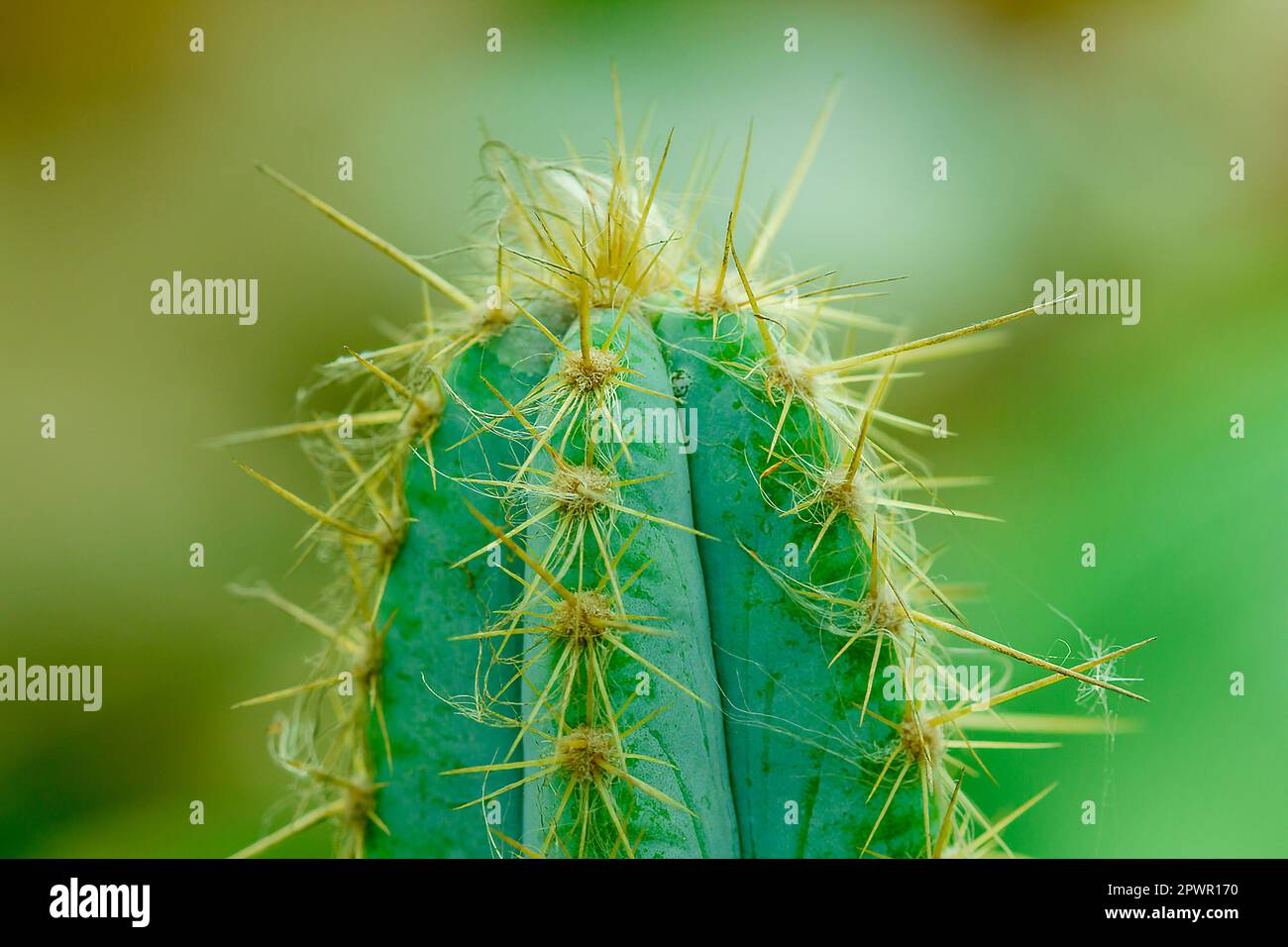 The cactus in nature has sharp spines. Stock Photo