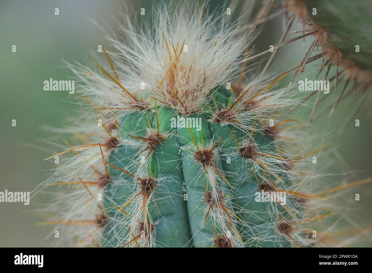 The cactus in nature has sharp spines. Stock Photo