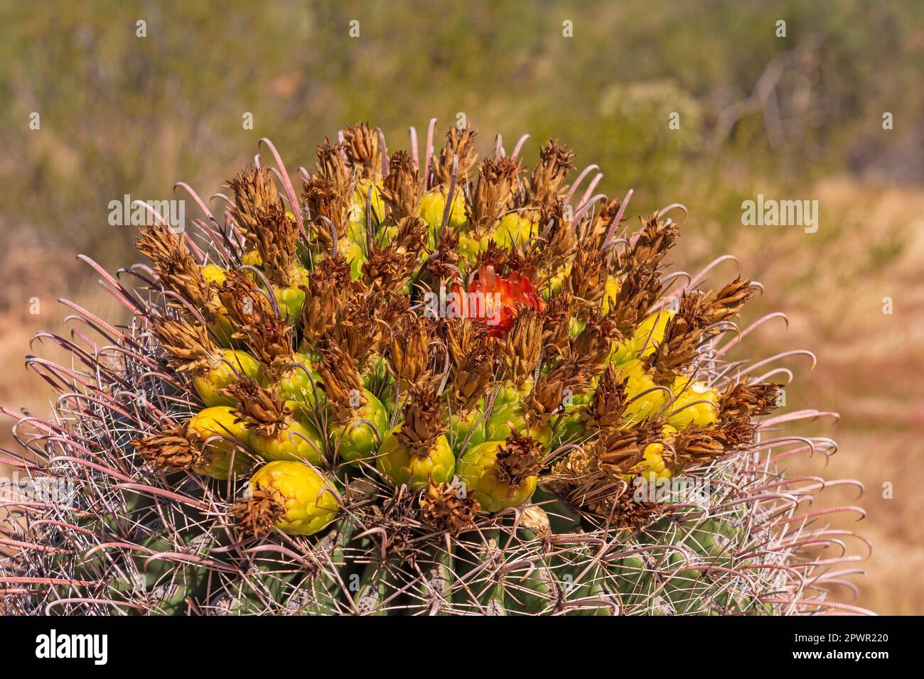 Details of the Flowers of a Barrel Cactus in Saguaro National Park in