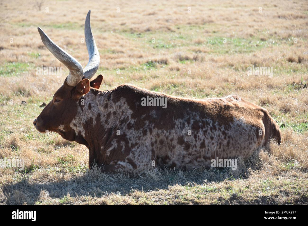 Buckeye, AZ. USA. 2/24/2023. Kerr Ranch. The AnkoleWatusi cattle of