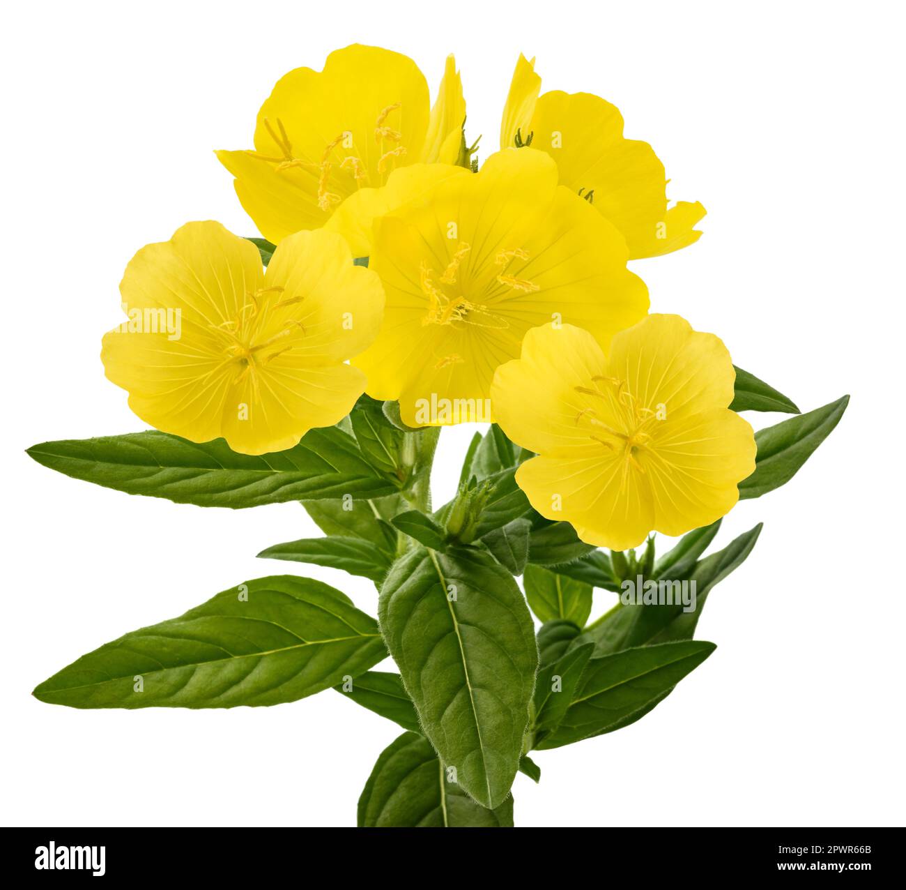 Common evening primroseplant with flowers isolated on white Stock Photo