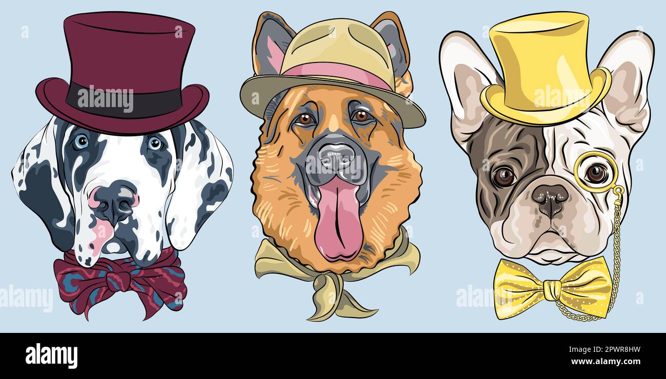 Vector set of dogs in hat and bow tie, spotted Harlequin Great Dane