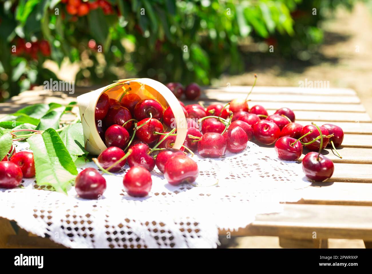 still life of cherries in wicker basket on table in garden Stock Photo