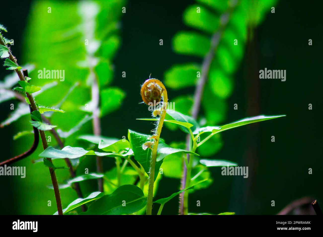 Leaves of fern in beautiful nature. Stock Photo