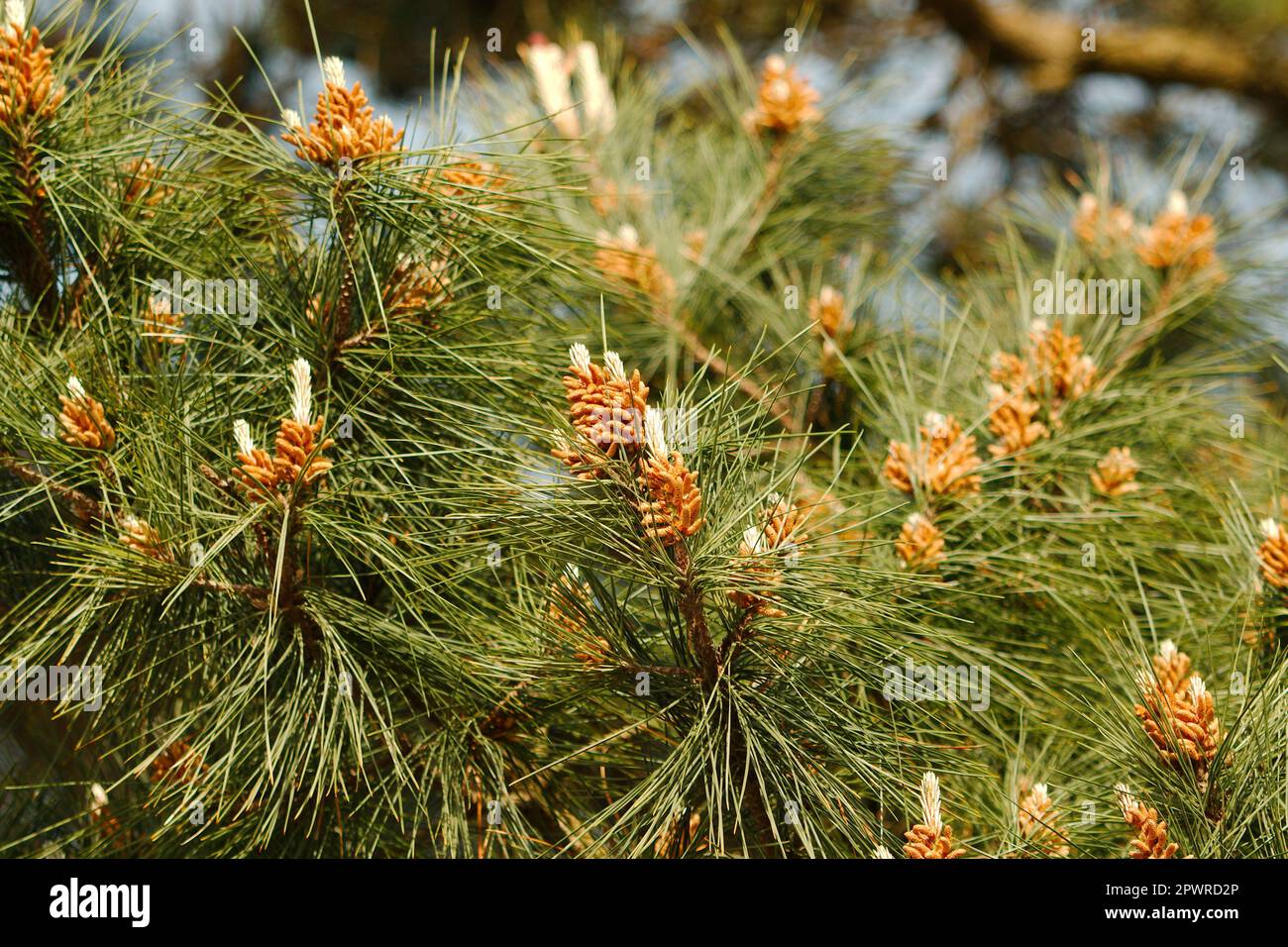 Pine tree flower in the Spring Stock Photo