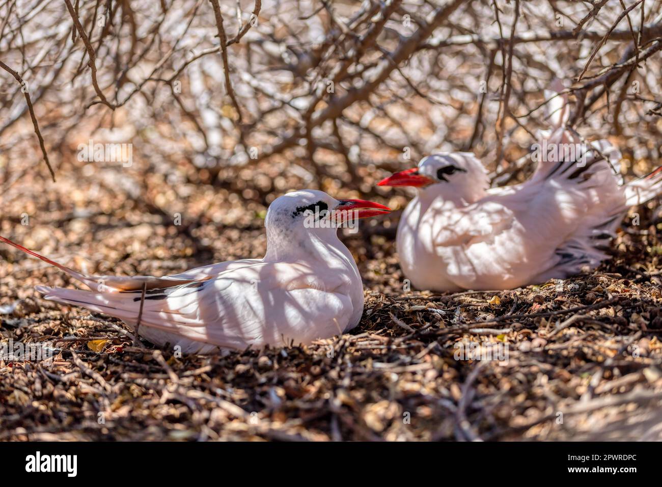 The red-tailed tropicbird (Phaethon rubricauda). Seabird native to tropical parts of Indian and Pacific Oceans. Bird females sitting on ground nest on Stock Photo