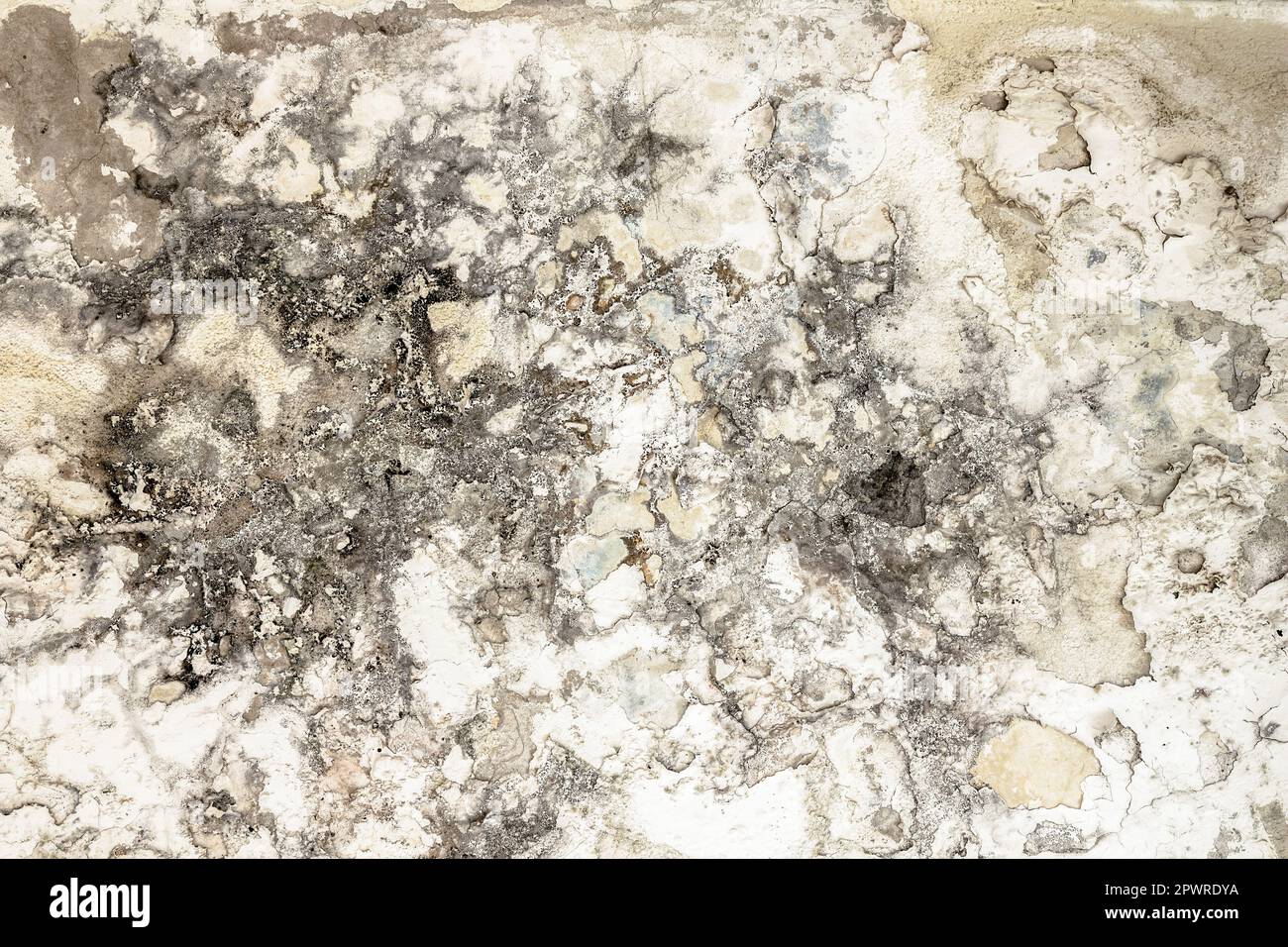 Mold fungus on ceiling and wall of roomcreating health problems for the home owners. Molds can