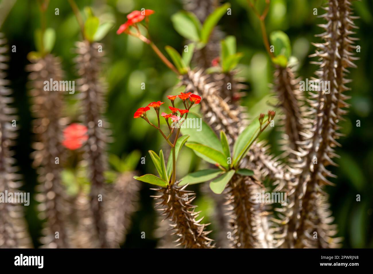 Wild forest red flower, Crown of thorns, (Euphorbia milii Des Moul), Rain forest in Reserve Peyrieras Madagascar Exotic. Madagascar wild plant Stock Photo