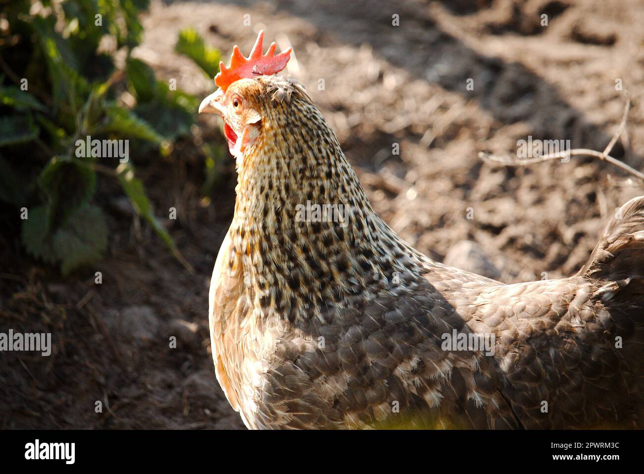 The Dominique, also known as Dominicker or Pilgrim Fowl, is a breed of chicken Stock Photo