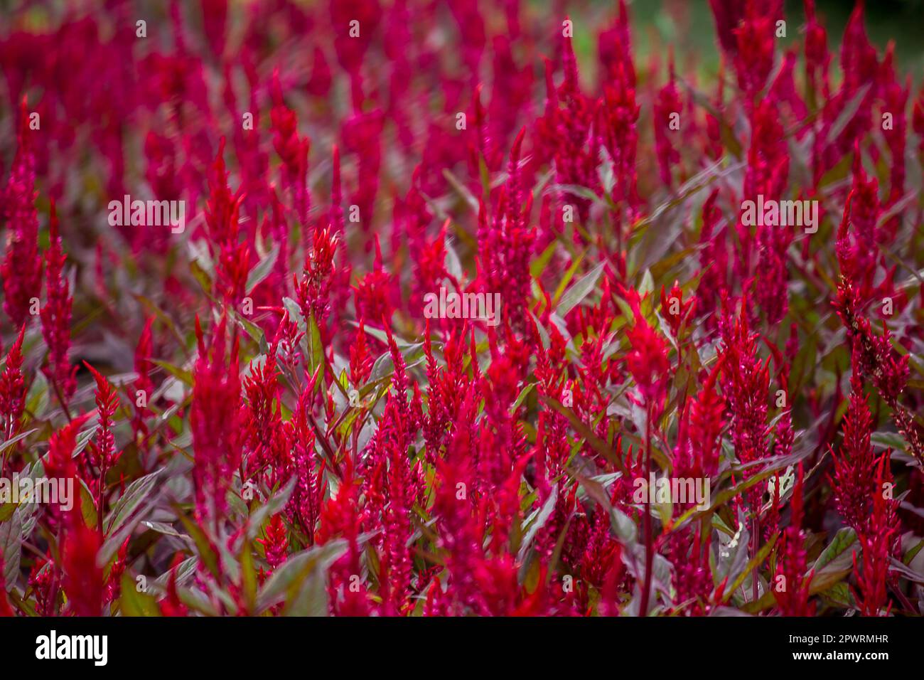 Celosia argentea in garden.A long red inflorescence Stock Photo - Alamy