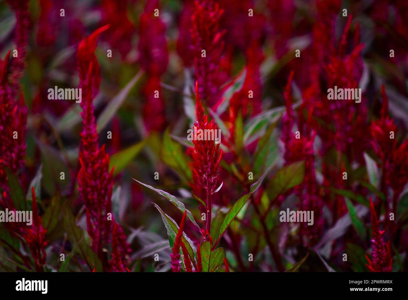 Celosia argentea in garden.A long red inflorescence Stock Photo - Alamy