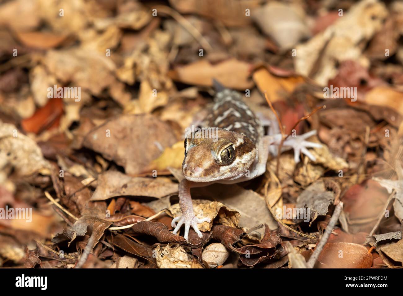 Small Lizard, Ocelot gecko (Paroedura picta) is a crepuscular endemic ground-dwelling gecko found in leaf litter in Madagascar forests, Kirindy Forest Stock Photo