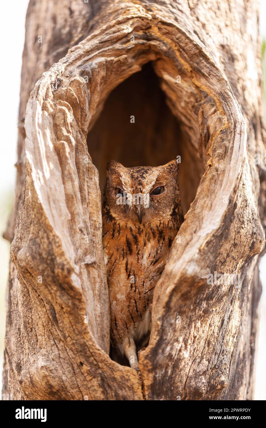 Torotoroka scops owl hidden in a tree hole, (Otus rutilus madagascariensis) is owl in the family Strigidae. It is endemic to the western parts of Mada Stock Photo