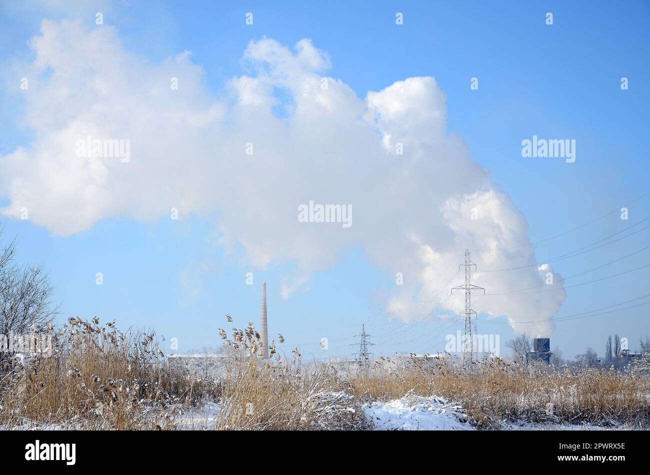 The industrial plant is located behind the swampy terrain, covered with snow. Large field of yellow bulrushes Stock Photo
