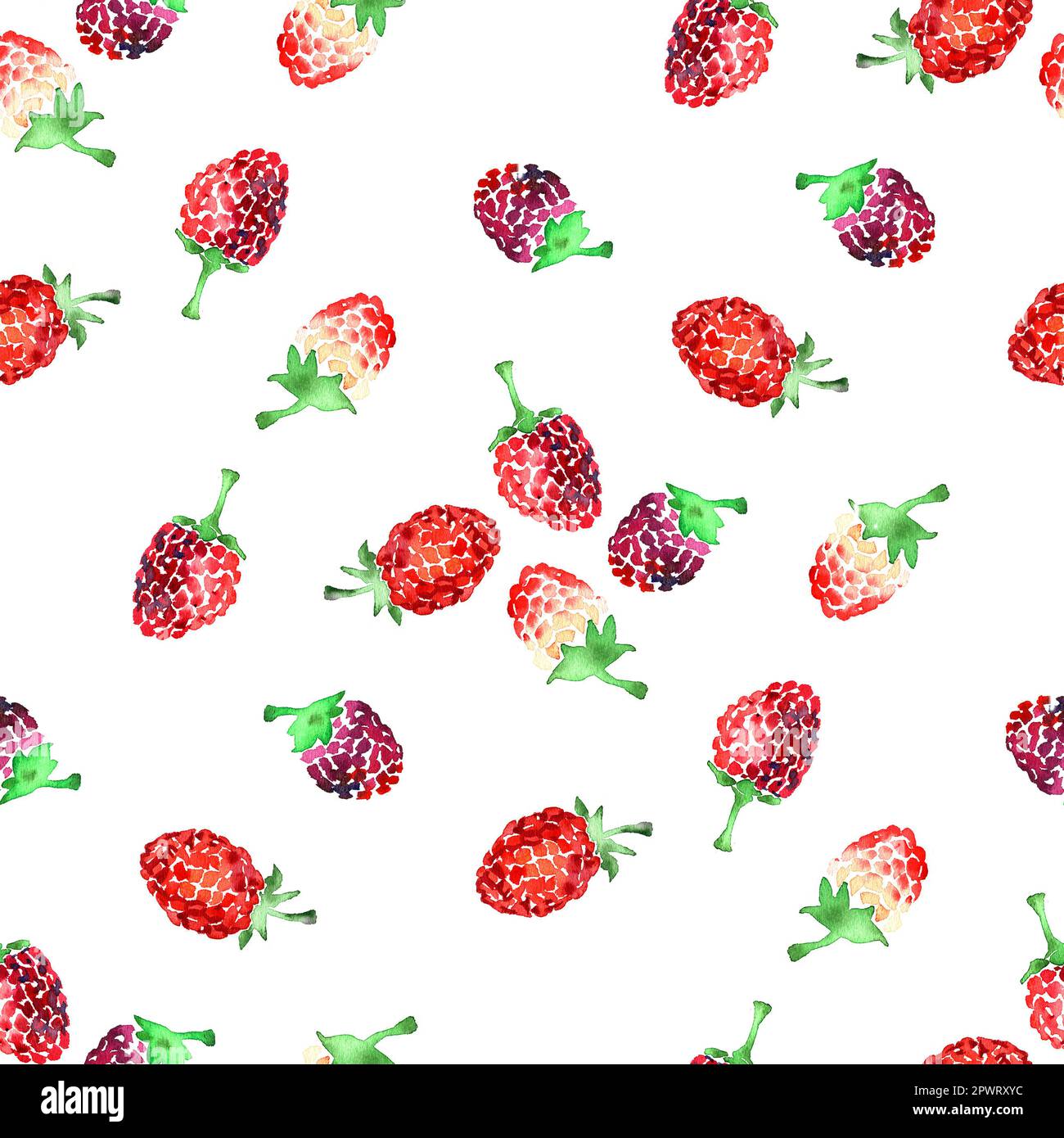 Watercolor summer raspberry pattern on white background Stock Photo - Alamy
