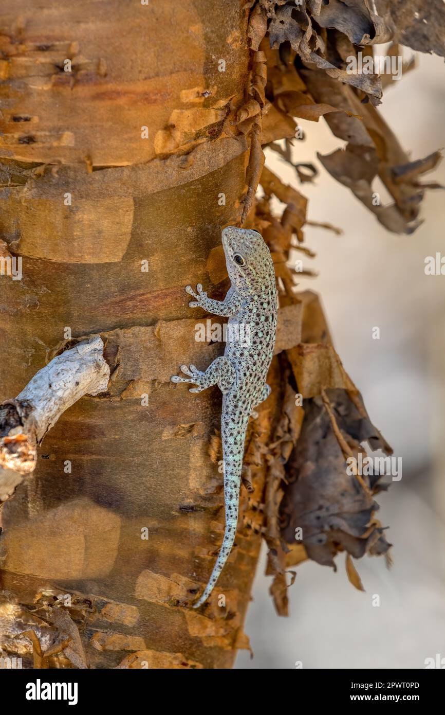 Phelsuma breviceps is a diurnal species of gecko that is native to ...