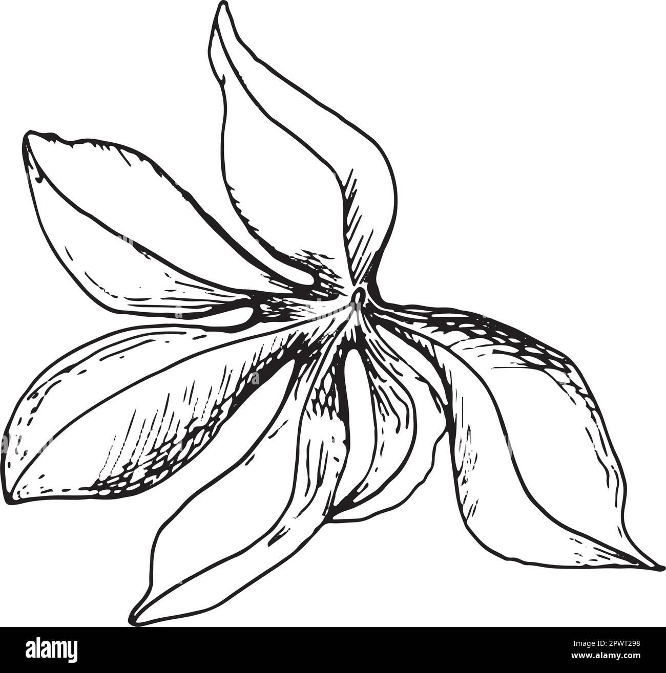 Leaves of passion flower plant vector illustration isolated on white