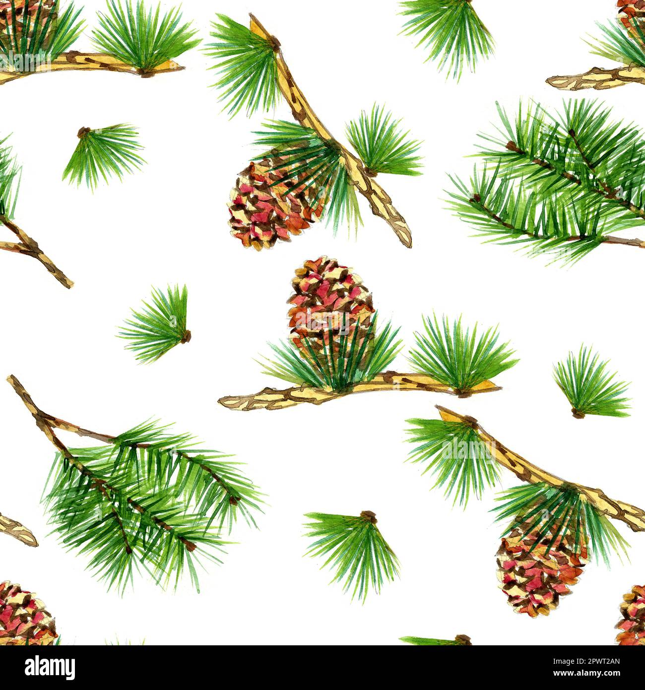 Watercolor pine seamless pattern on white background Stock Photo