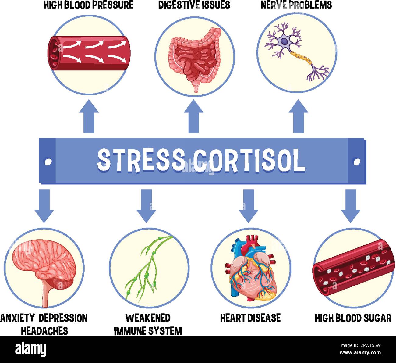 Stress cortisol system scheme illustration Stock Vector Image & Art - Alamy