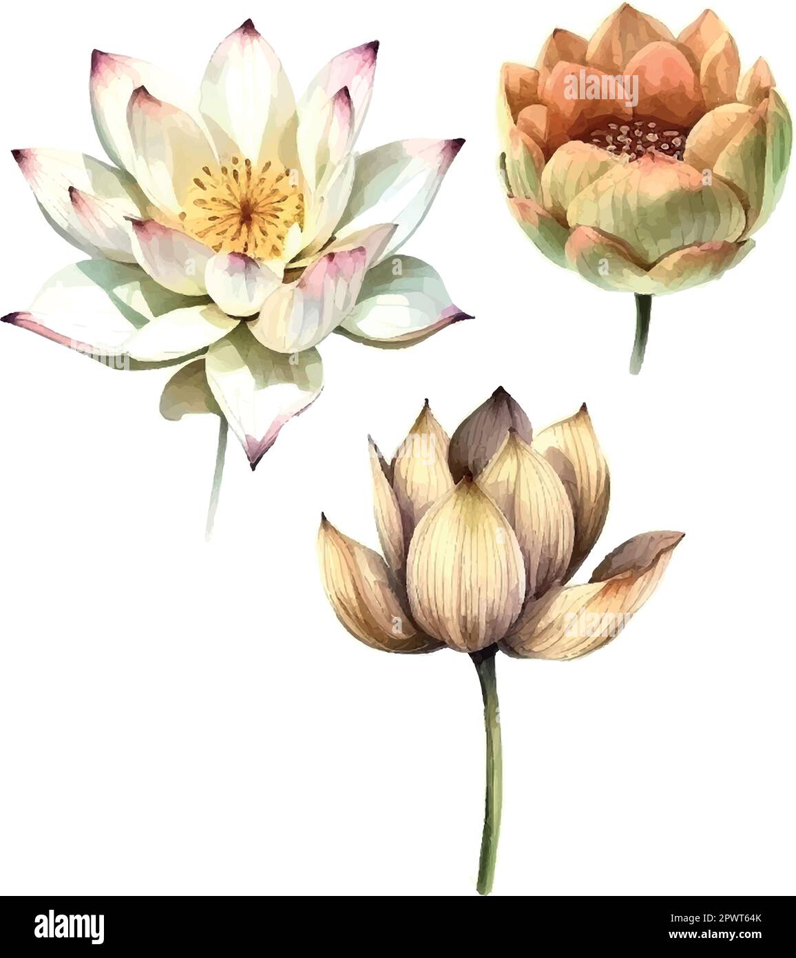 Watercolor white Lotus flower, vector illustration.Isolated on a white ...