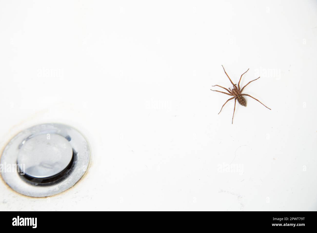 Common house spider in bath tub Stock Photo Alamy