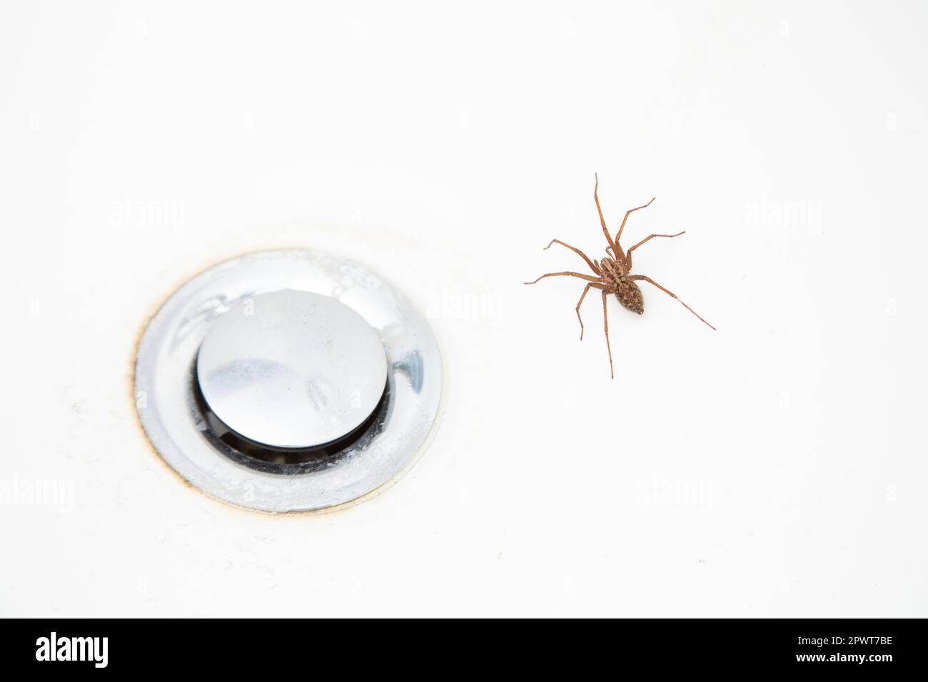 Common house spider in bath tub Stock Photo Alamy
