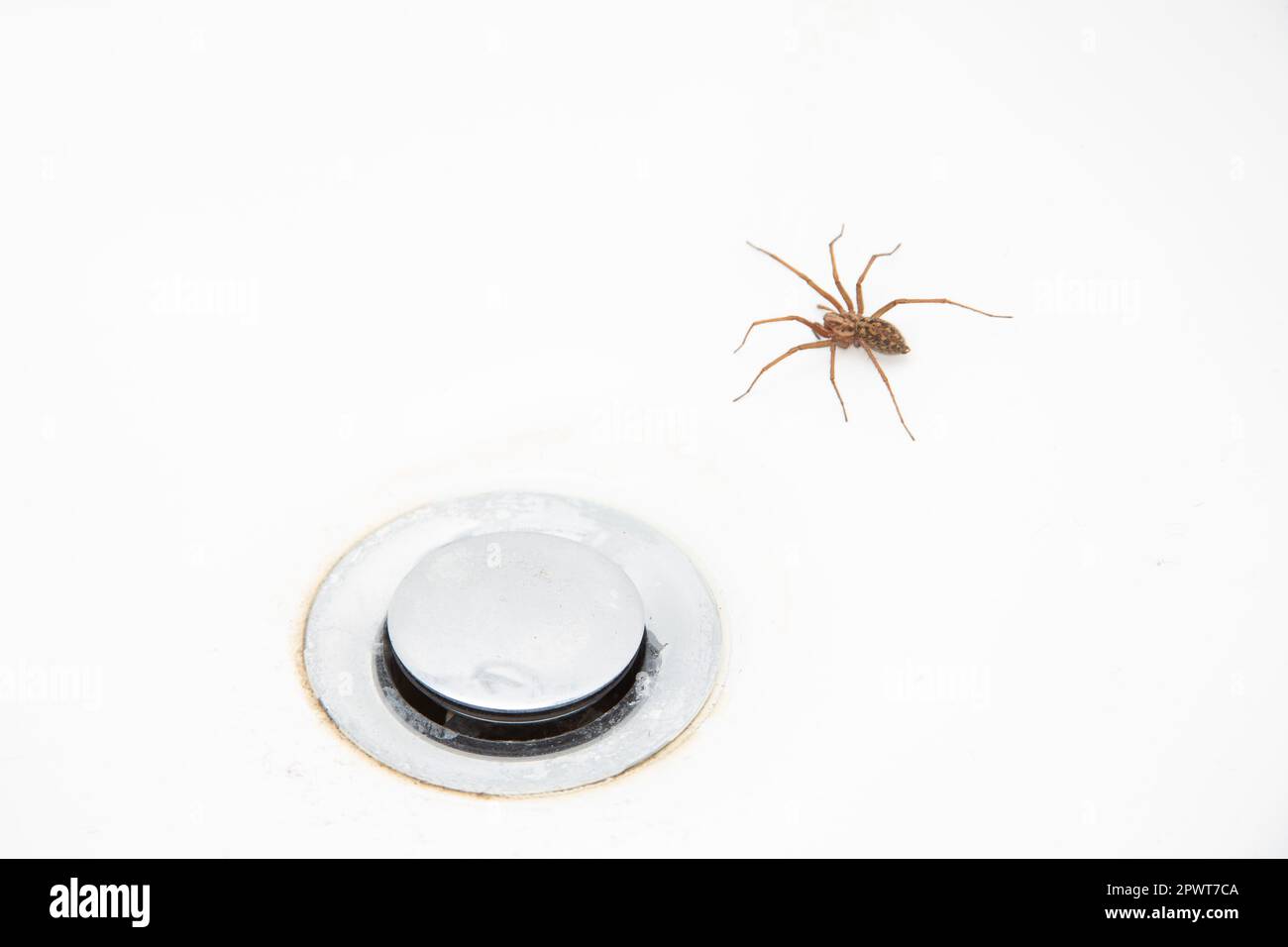 Common house spider in bath tub Stock Photo Alamy